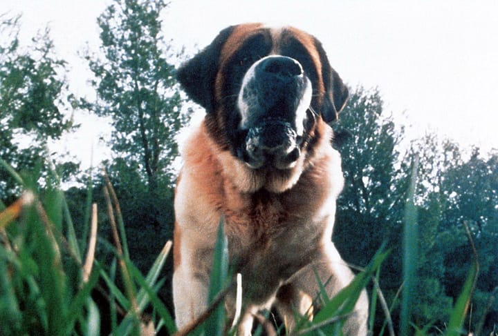 How many dogs were involved in filming the movie adaptation of Stephen King’s Cujo?
